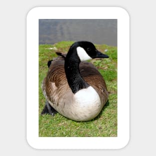 Canada Goose Canadian Geese Wild Bird Sticker